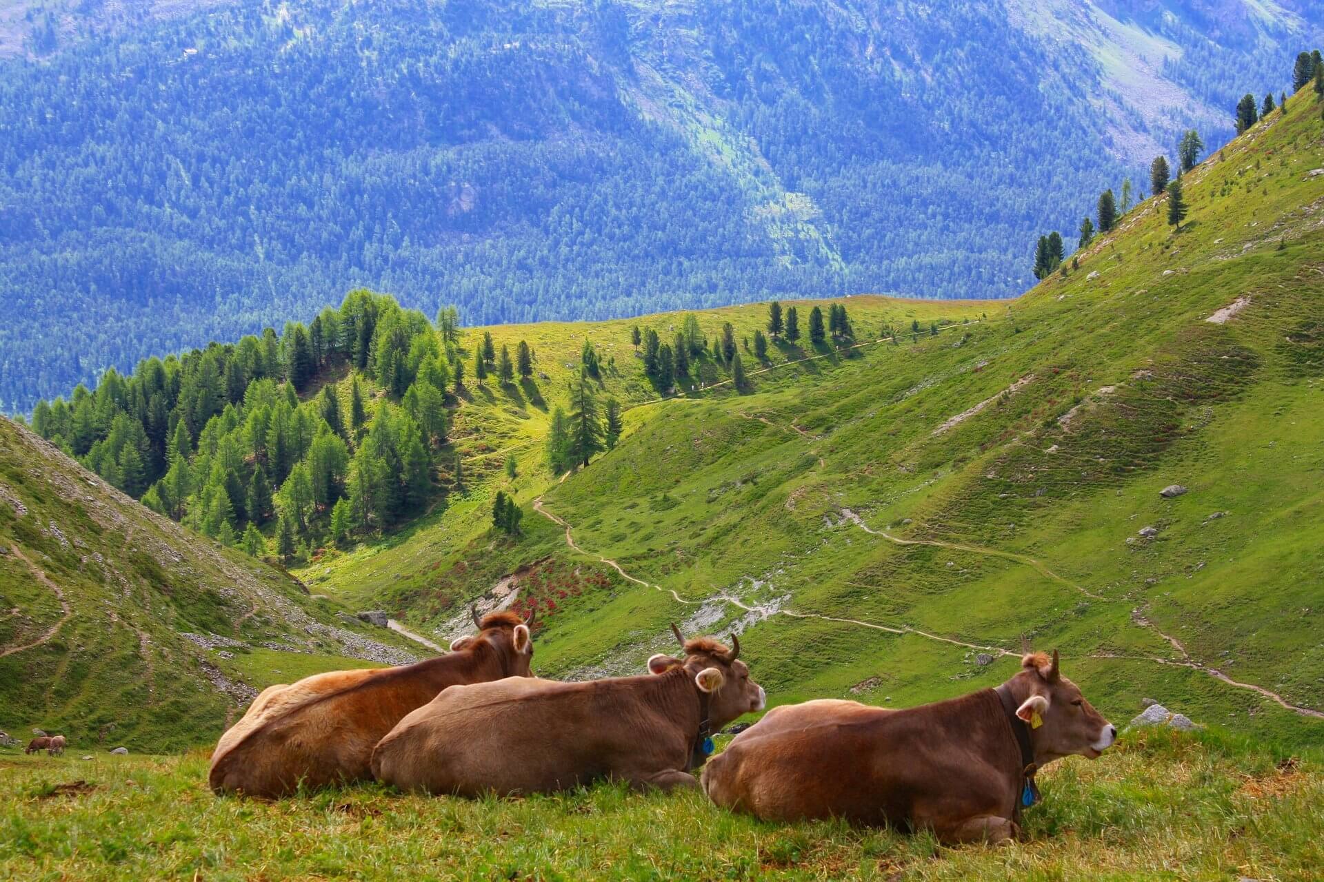 Swiss cows. © Karl Bustamente - Pixabay