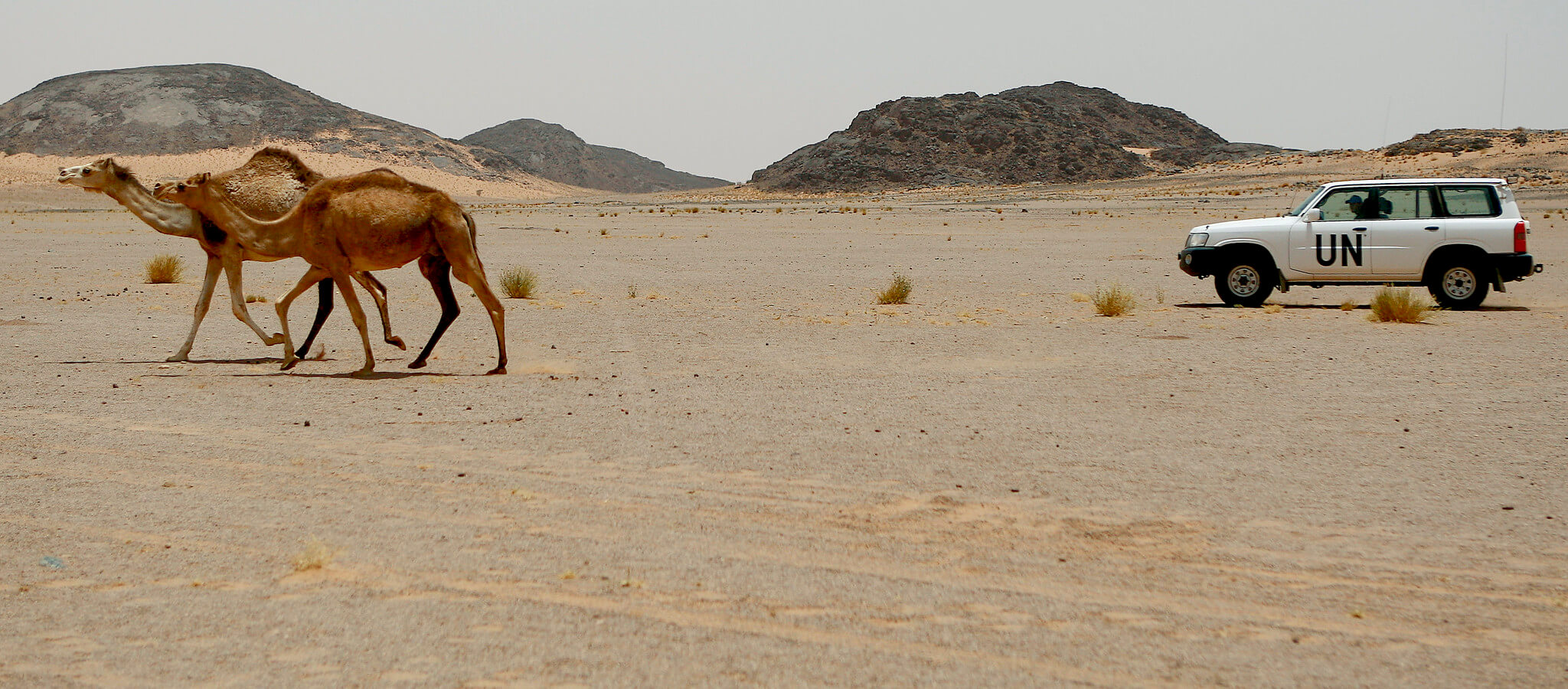 Dorhout - De Westelijke Sahara in 2010. UN Photo