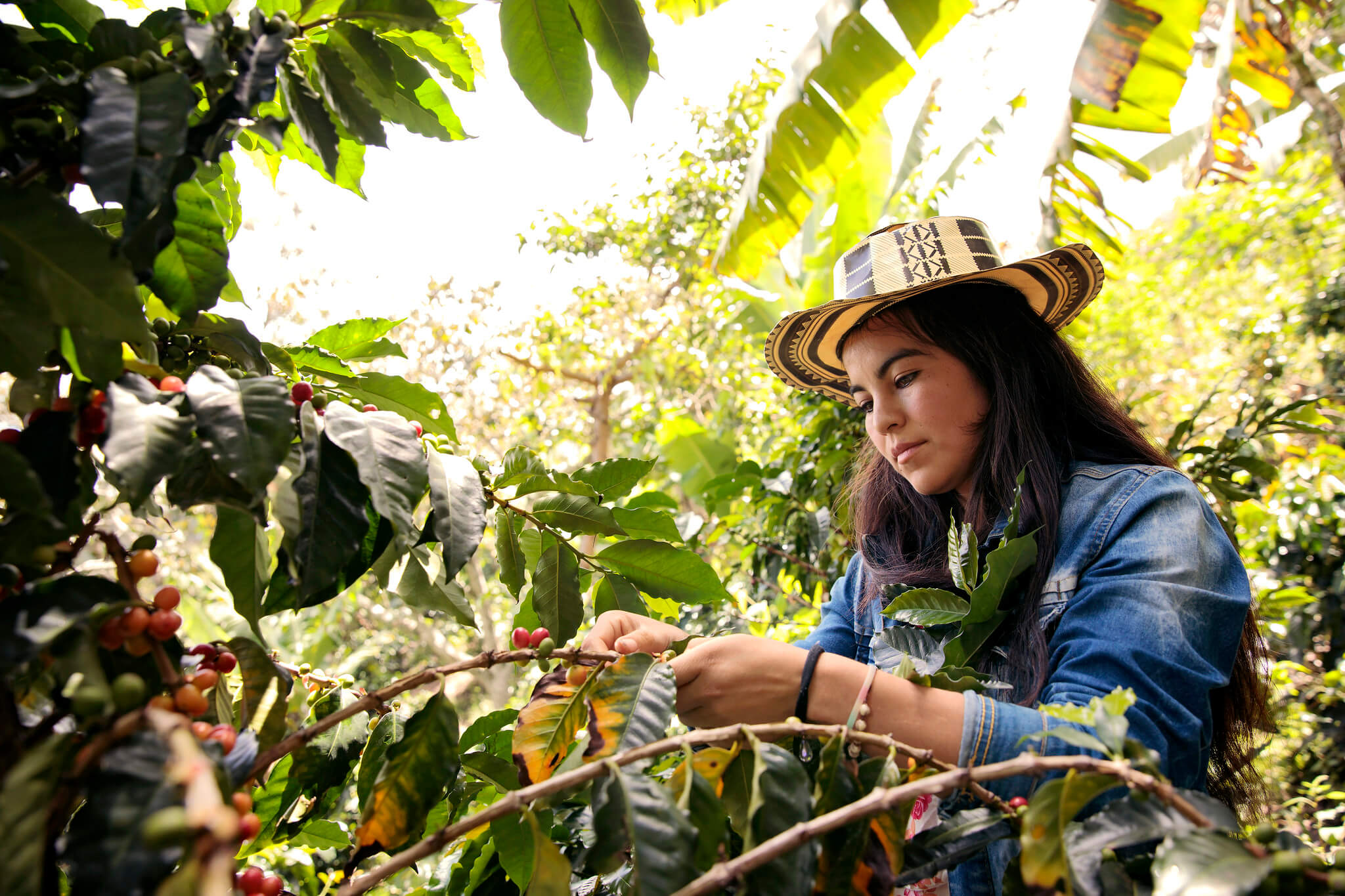 Koffieboer in de Colombiaanse regio Narino in 2018. © UN Women - Flickr